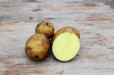 Sättpotatis, 'Campina', 1 kg, Ekologisk