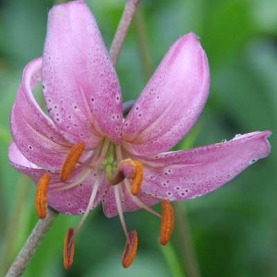 Krollilja Candy Morning 3st