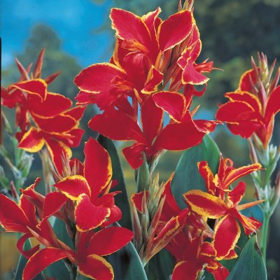 Kanna Canna Lucifer 1st