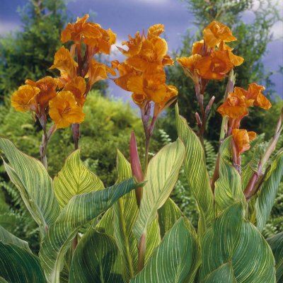 Kanna Canna Pretoria 1st