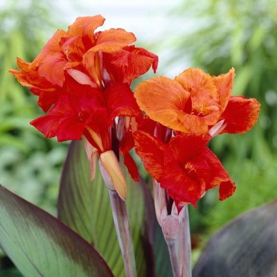 Kanna Canna Red King Humbert 1st