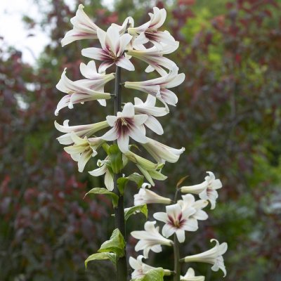 Jättelilja Cardiocrinum giganteum 1st