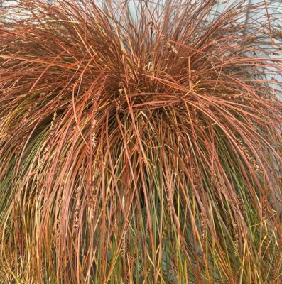 Carex speciosa Vulkan, Skönstarr