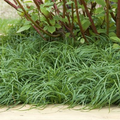 Carex caryophyllea The Beatles, Vårstarr