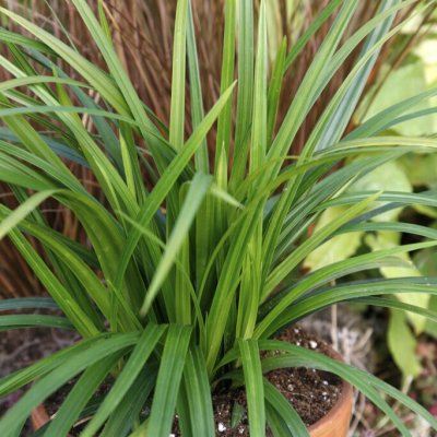 Carex morrowii Irish Green, Japansk Starr