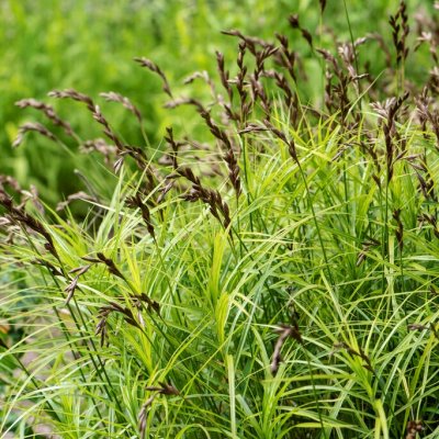 Carex muskingumensis, Palmstarr, SQ1