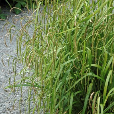 Carex pendula, Hängstarr, P9cm
