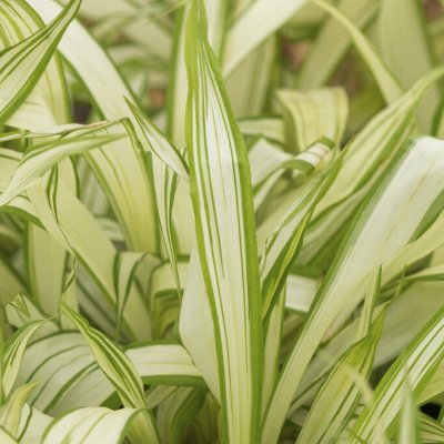 Carex siderosticha Shiro
