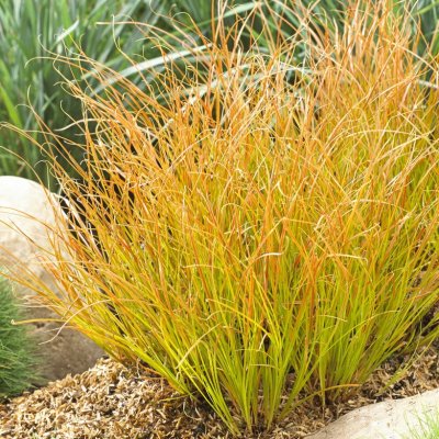 Carex testacea Prairie Fire, Brandstarr
