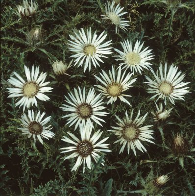 Carlina acaulis ssp. caulescens, Silvertistel