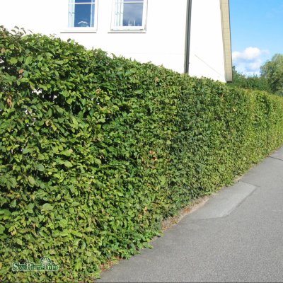 Carpinus betulus, Avenbok 5-pack, 100-125 C10