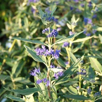 Caryopteris x clandonensis Heavenly Blue, Skäggbuske, 30-40 C5