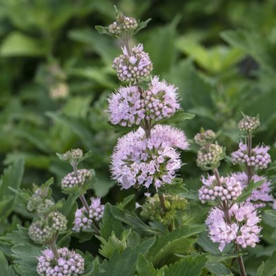 Caryopteris x clandonensis Stephi, Skäggbuske