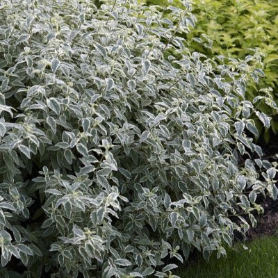 Caryopteris x clandonensis White Surprise ®