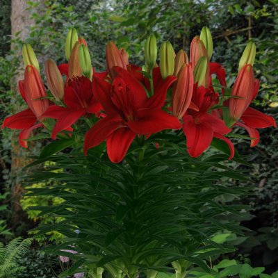 Lilium hybr. Cascavel, Asiatisk Lilja, P11cm