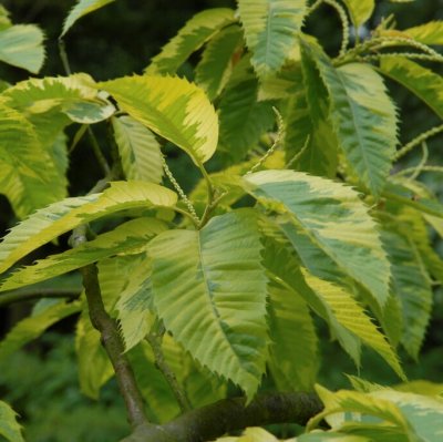 Castanea sativa Variegata (Aureomarginata), Äkta Kastanj, 120 stam C15