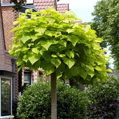 Catalpa bignonioides Aurea, Katalpa, Trumpetträd