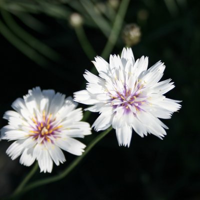 Catananche caerulea Alba, Gräsfibbla, P9cm