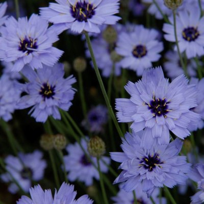 Catananche caerulea Major, Blå Gräsfibbla, P9cm