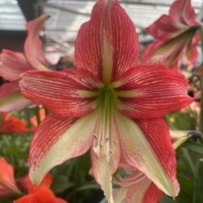 Amaryllis Happy Valley ®