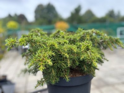 Cedrus libani Dino, Libanonceder