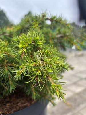 Cedrus libani Dino, Libanonceder