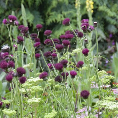 Centaurea atropurpurea, Strävklint, 1st
