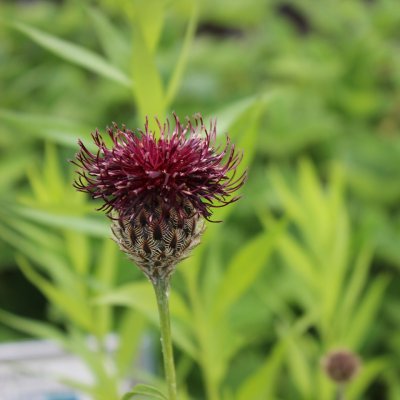 Centaurea atropurpurea, Rödklint, P9cm