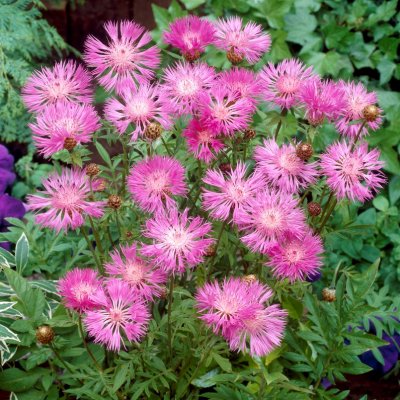 Centaurea dealbata, Strävklint, P9cm