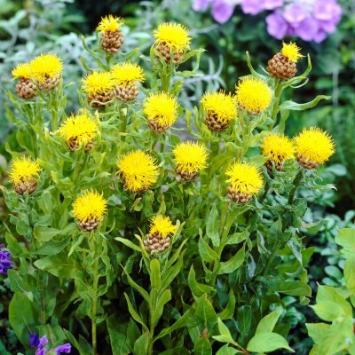 Centaurea macrocephala, Gulklint, P9cm