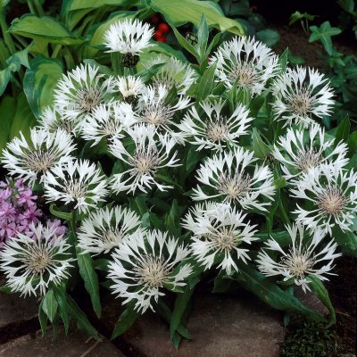 Centaurea montana Alba, Bergklint, P9cm