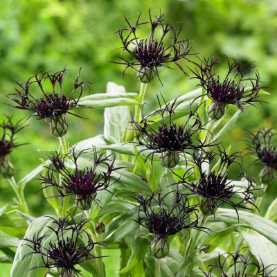 Centaurea montana Black Sprite, Bergklint, P9cm