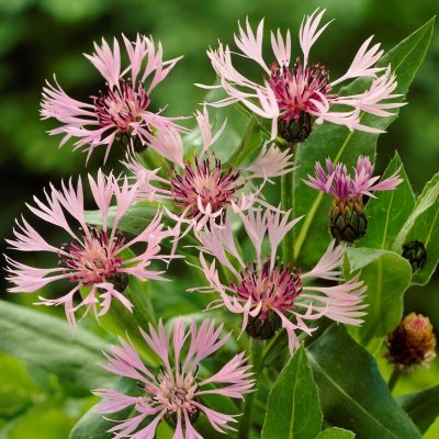 Centaurea montana Carnea (Rosea, Rubra), Bergklint, P9cm