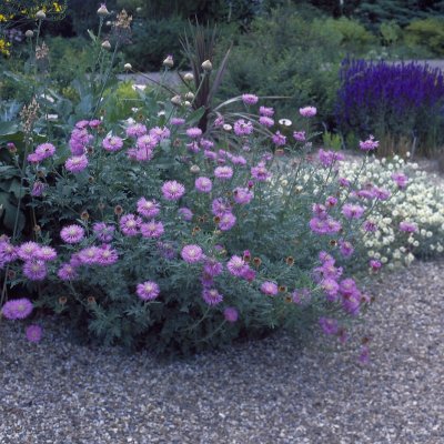 Centaurea pulcherrima, Rosenklint