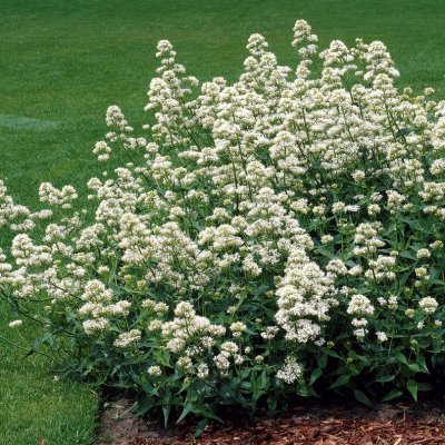 Centranthus ruber Albus, Pipört, P9cm