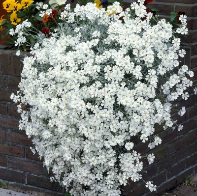 Cerastium tomentosum, Silverarv