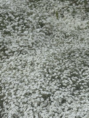 Cerastium tomentosum, Silverarv