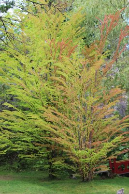Cercidiphyllum japonicum, Katsura, 60-80 C5