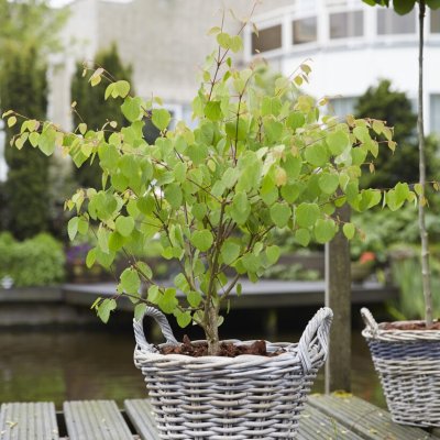 Cercidiphyllum japonicum Glowball ®