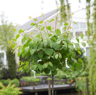 Cercidiphyllum japonicum Glowball ®, Klotkatsura, 120 stam C7,5