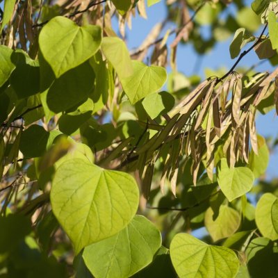 Cercis canadensis