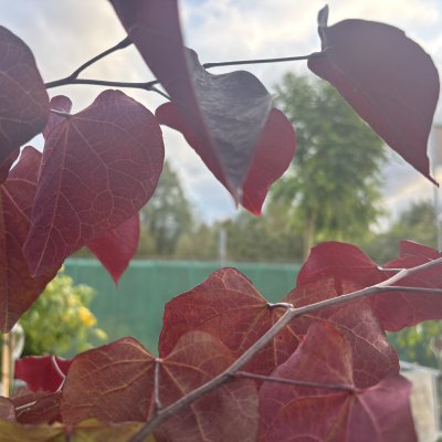Cercis canadensis Black Pearl ® (Ace of Spades)