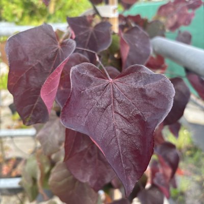 Cercis canadensis Black Pearl ® (Ace of Spades)