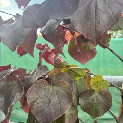 Cercis canadensis Black Pearl ® (Ace of Spades)