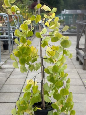 Cercis canadensis Golden Falls ®, Häng Amerikanskt Judasträd