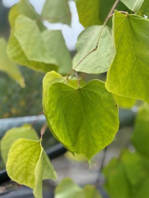 Cercis canadensis Golden Falls ®, Häng Amerikanskt Judasträd