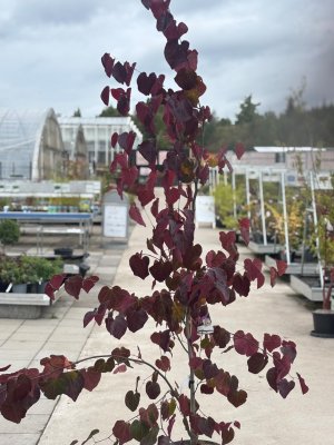 Cercis canadensis Merlot, Amerikanskt Judasträd
