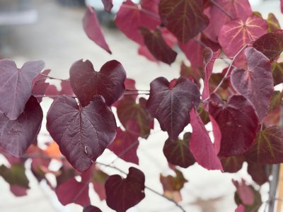 Cercis canadensis Merlot, Amerikanskt Judasträd