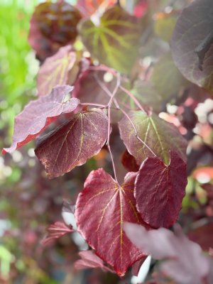 Cercis canadensis Merlot, Amerikanskt Judasträd