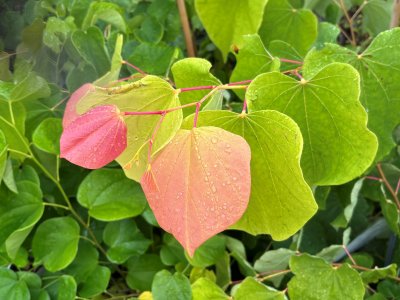 Cercis canadensis The Rising Sun ®, Amerikanskt Judasträd